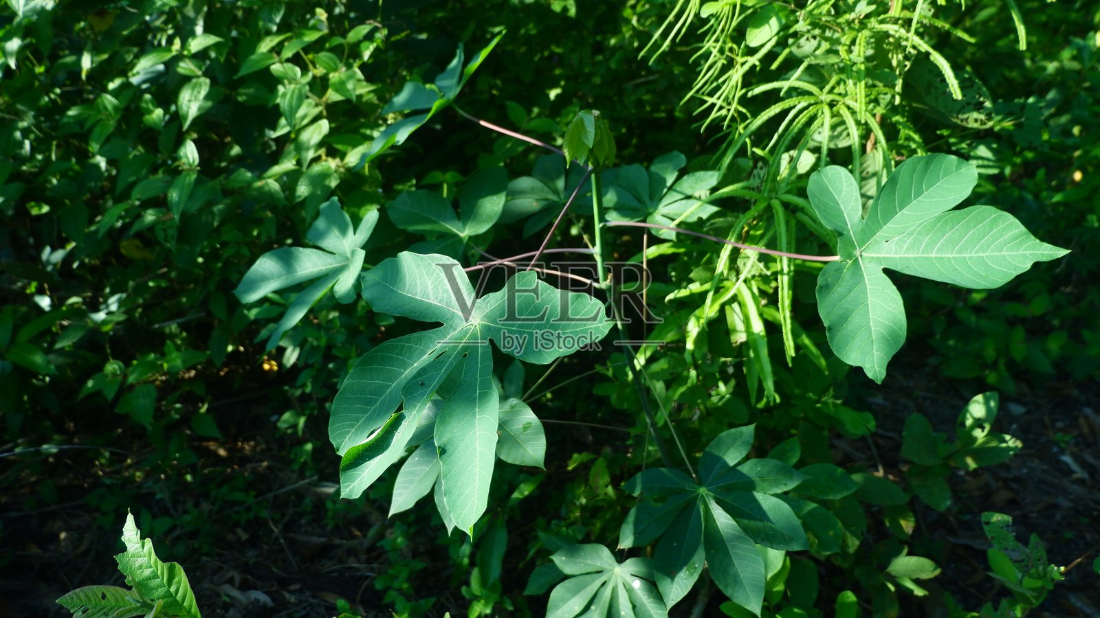 新鲜外观的木薯叶照片摄影图片
