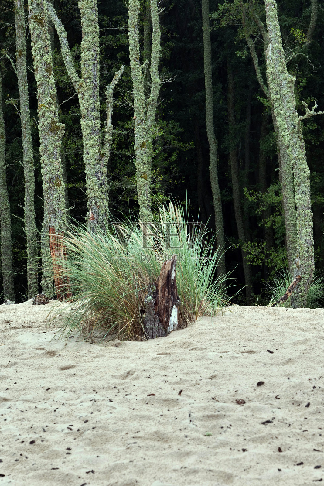 斯沃维ński国家公园位于波兰海岸的中部。公园的一个特征是有移动沙丘的沙嘴沙丘带。照片摄影图片