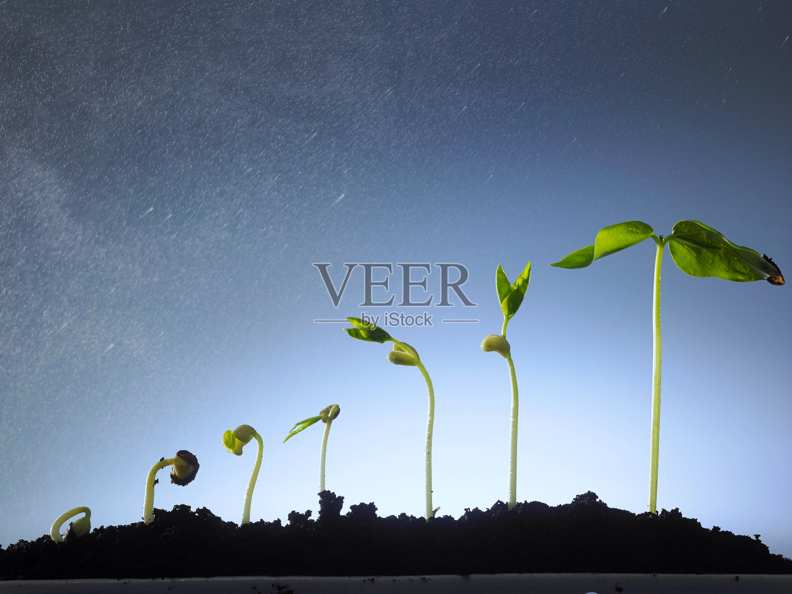 泥土中小树苗在天空下生长的特写镜头照片摄影图片