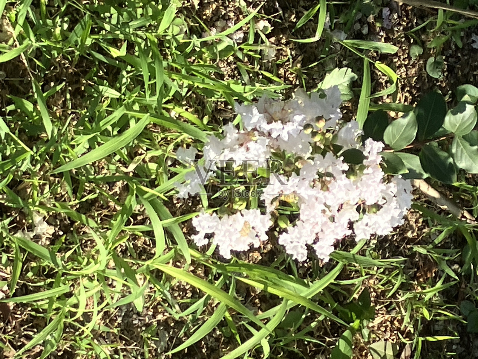 紫薇花照片摄影图片