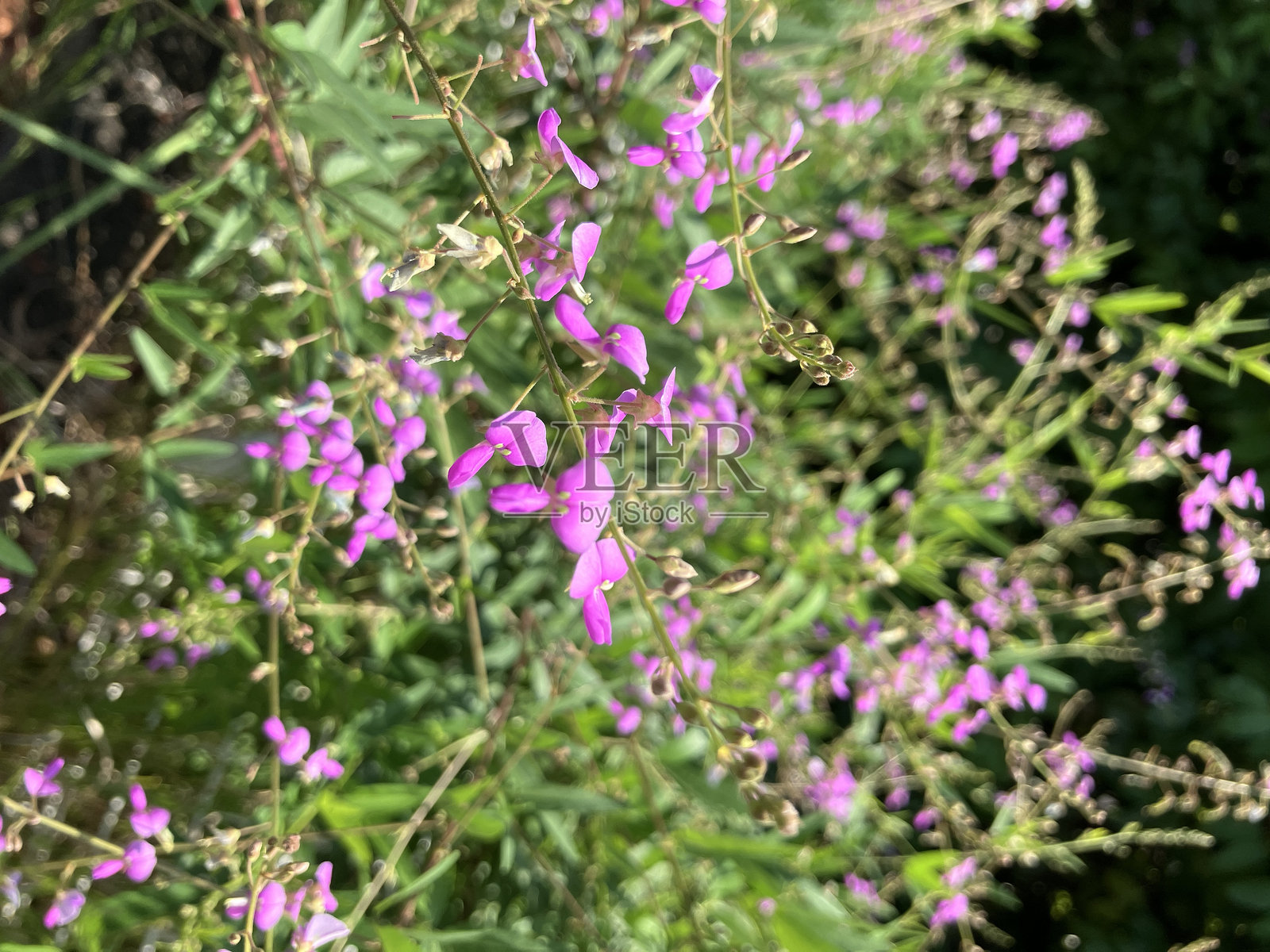 花朵照片摄影图片