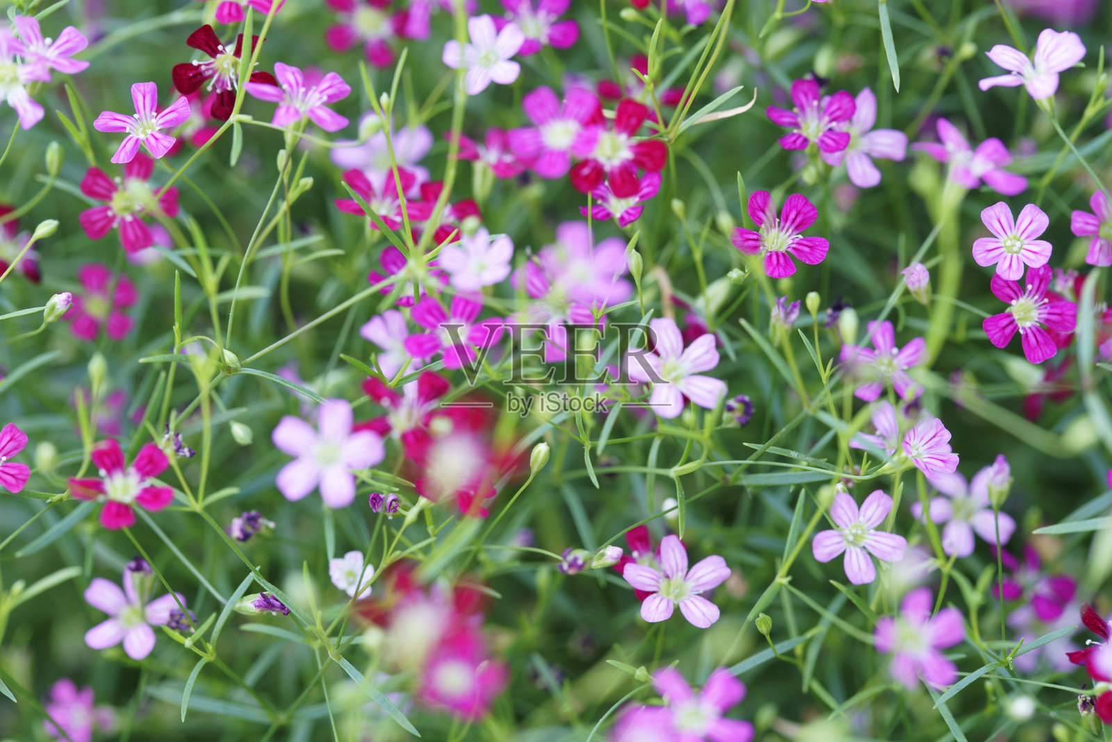 五彩缤纷的粉色花朵在生机勃勃的绿色田野中照片摄影图片