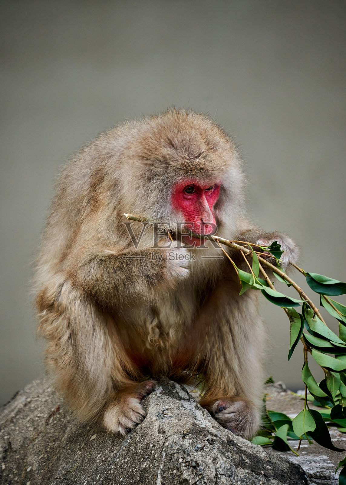 坐在岩石上的日本猕猴（Macaca fuscata）照片摄影图片
