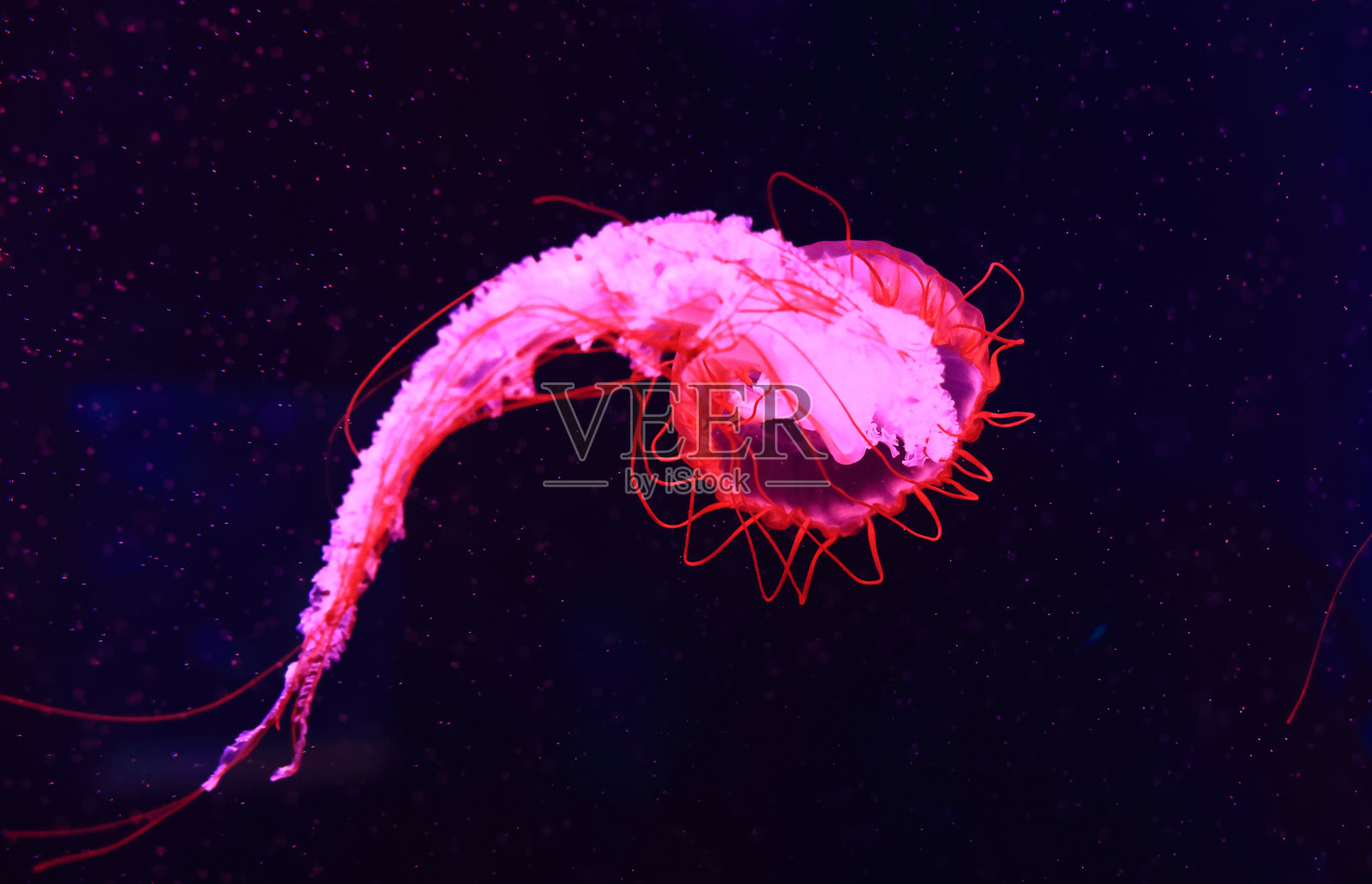 水母在水中游动，4K照片摄影图片