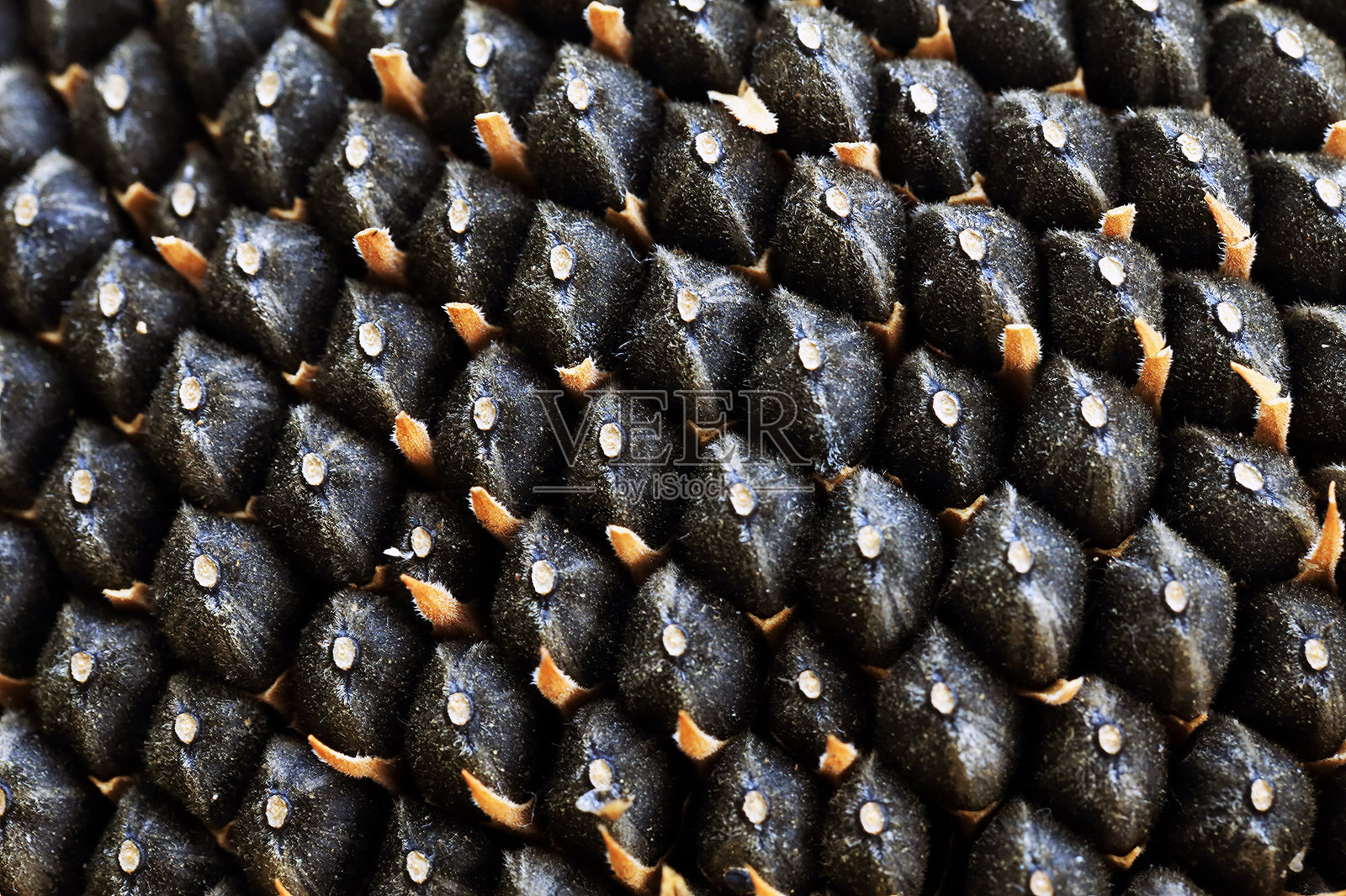 菠萝的全景特写照片摄影图片