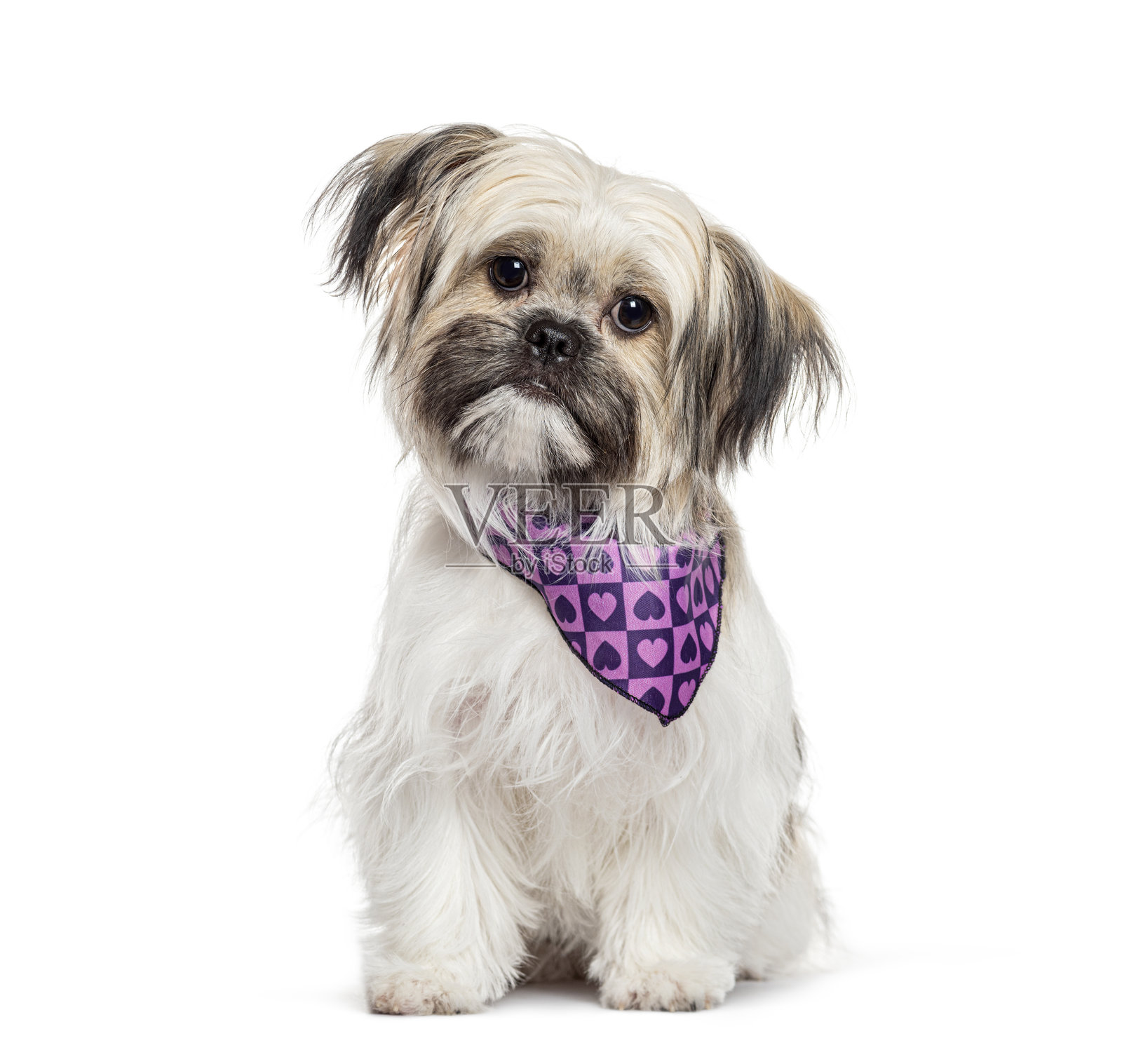 毛茸茸的西施犬戴着装饰有心形图案的紫色头巾，正坐着摆姿势。照片摄影图片