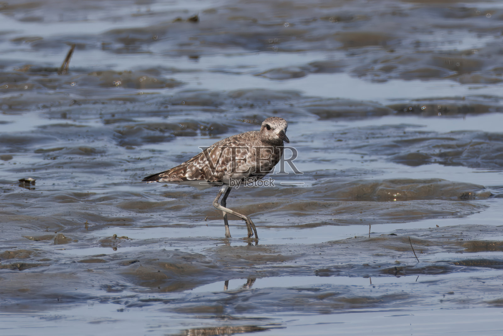 黑腹滨鹬在潮滩上。照片摄影图片