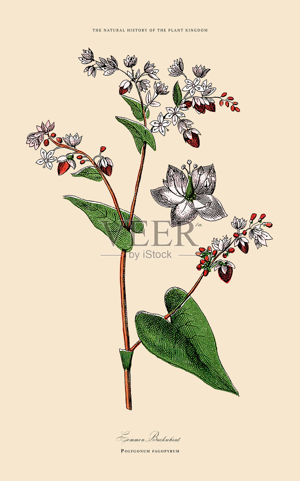 手绘的草本和开花植物，植物王国，维多利亚时代植物插图，大约1853年插画图片素材