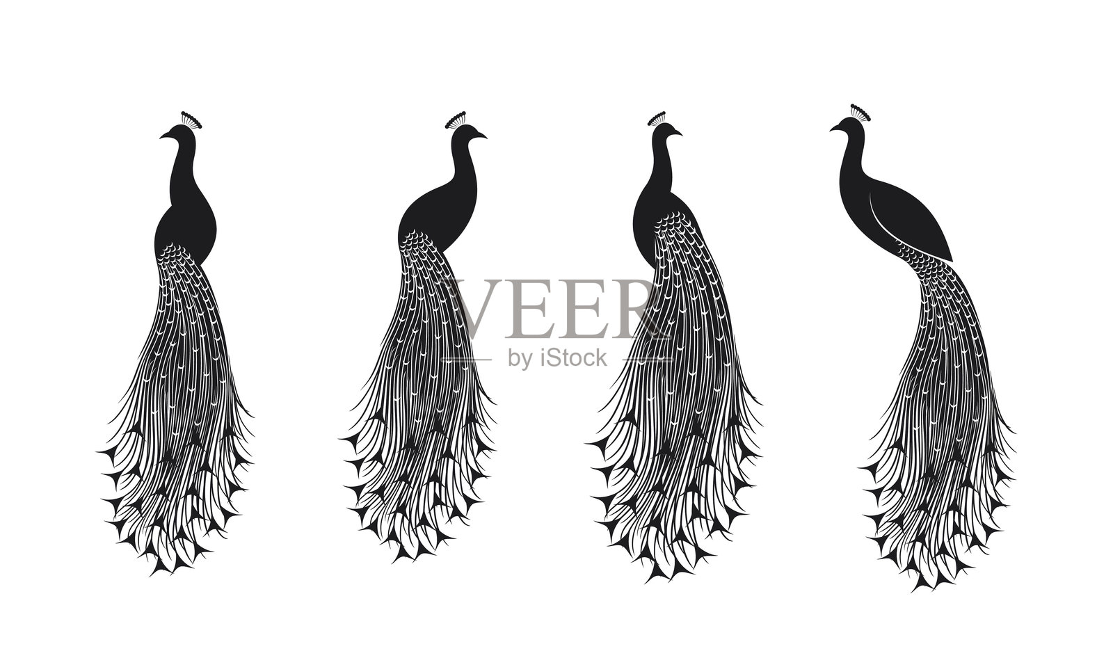 孔雀标志。白色背景上的孤立孔雀插画图片素材