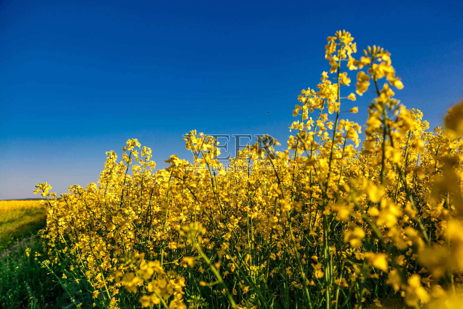 盛开的油菜花（油菜，Brassica napus）。黄色的田野与蓝天白云。油菜植物的农业田地。油料作物，菜籽，油菜。盛开的黄色油菜花草甸。照片摄影图片
