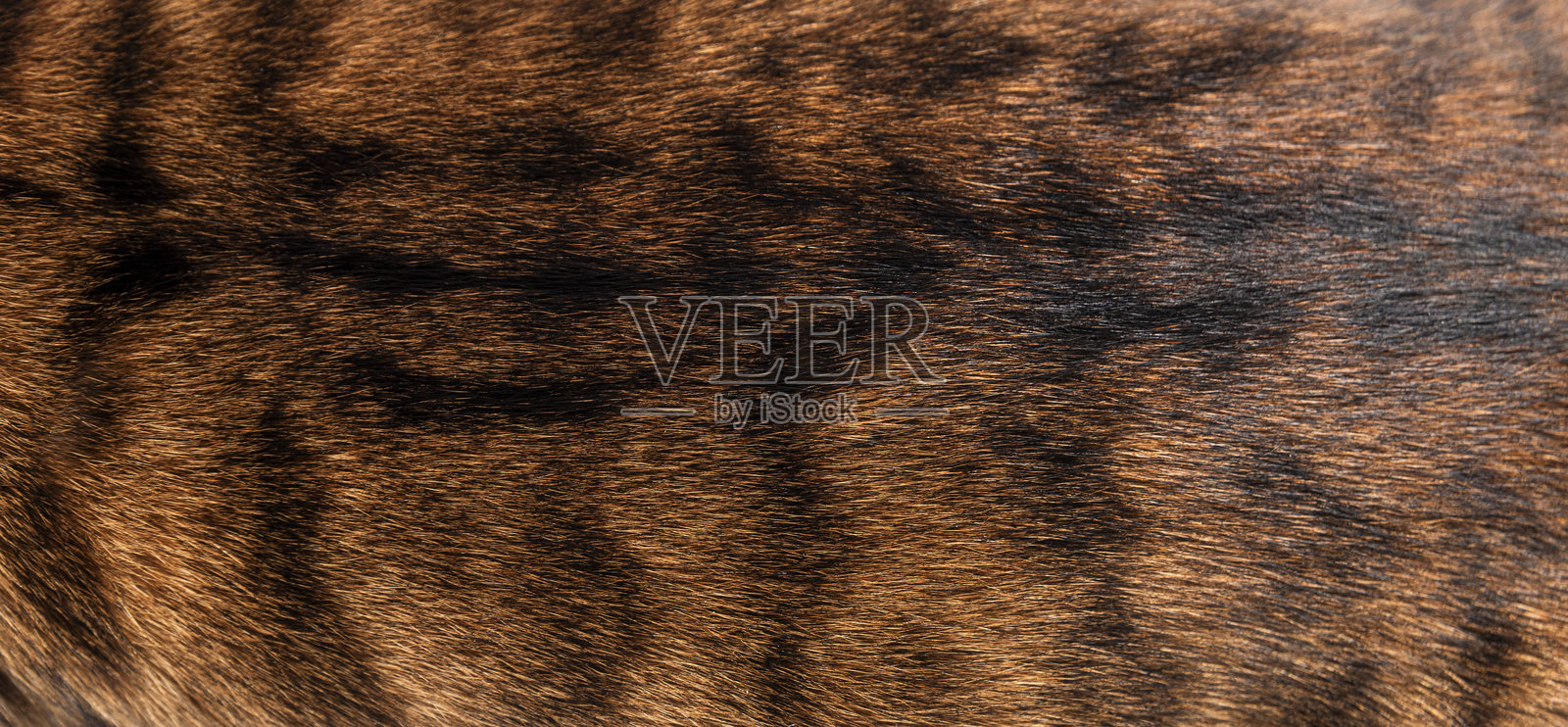 真实的Toyger猫毛发特写，展示黑色条纹的纹理和图案照片摄影图片