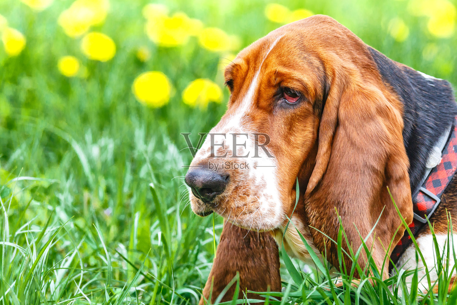 草地上有鲜花的大耳朵巴吉度猎犬照片摄影图片