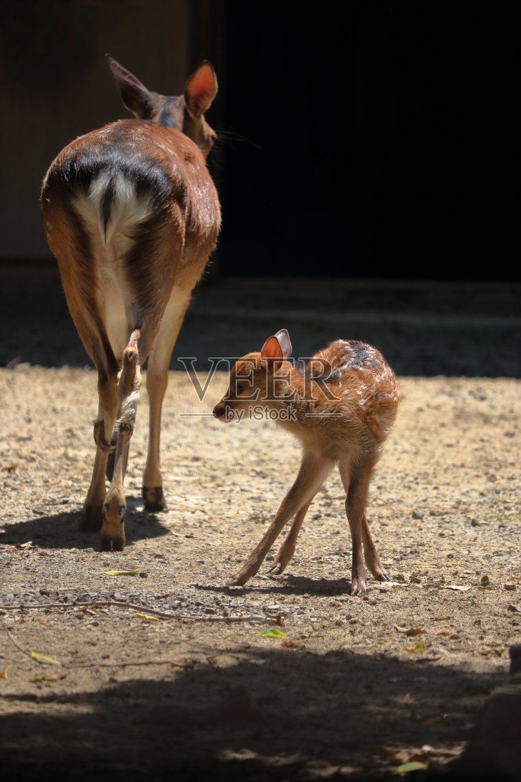 小鹿照片摄影图片