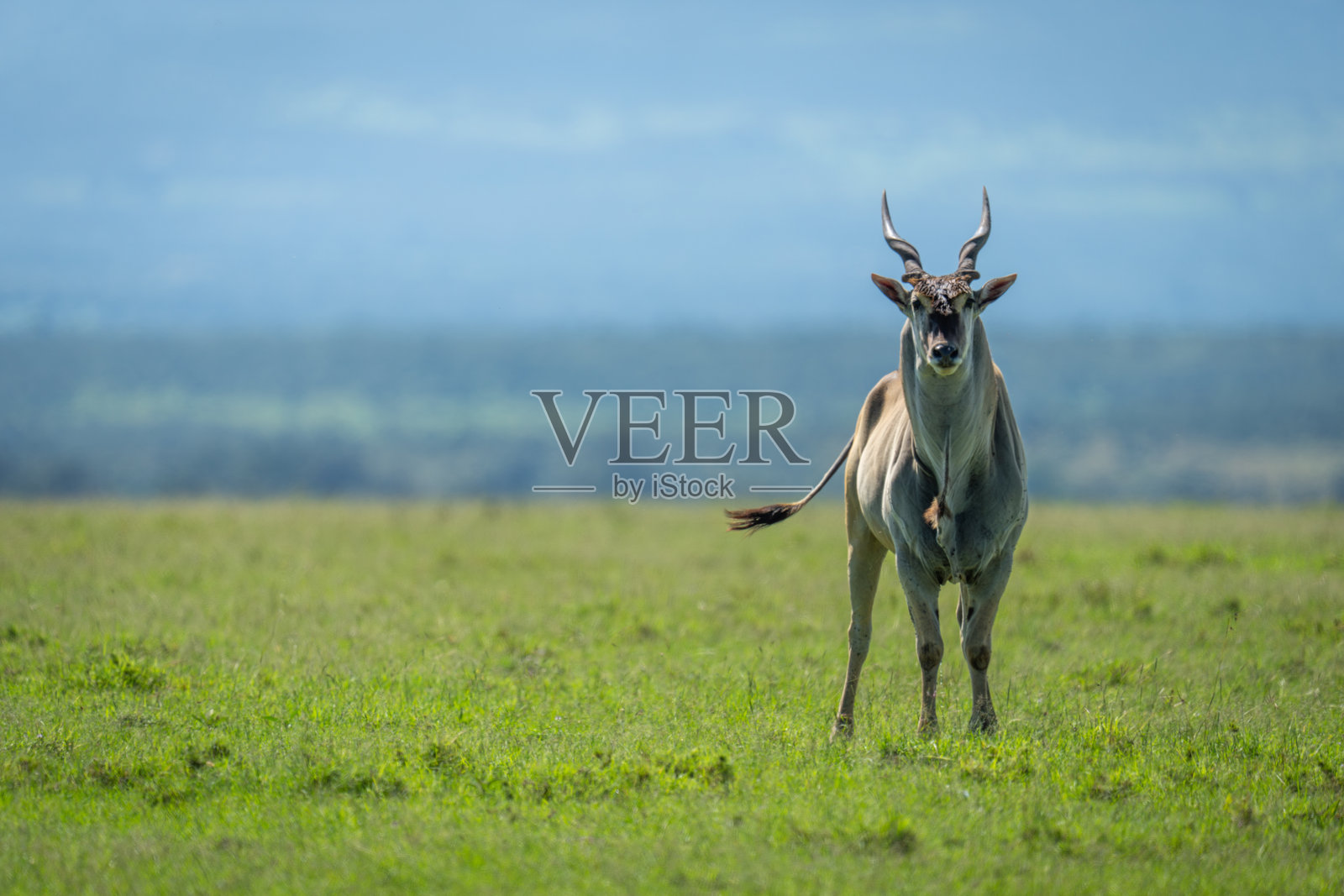 普通大羚羊站在草地上注视着相机照片摄影图片