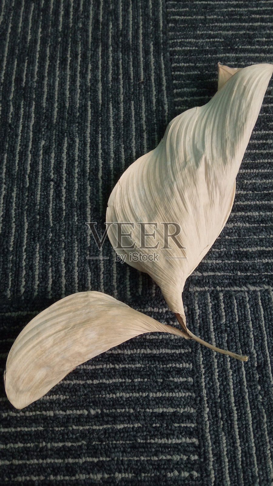 黑色地毯砖上的浅棕色干叶照片摄影图片