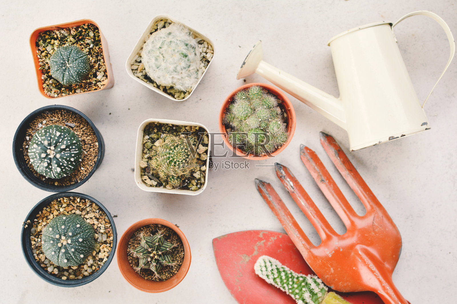 高角度视图的桌上盆栽植物照片摄影图片