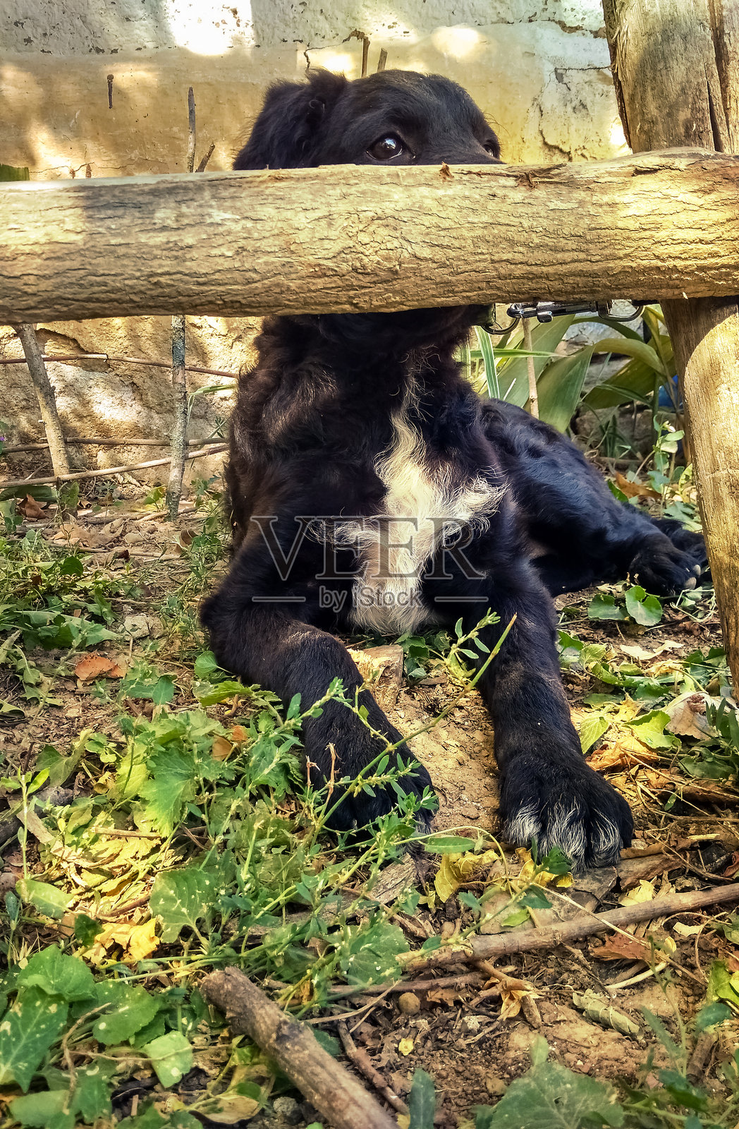 狗狗在偷看照片摄影图片