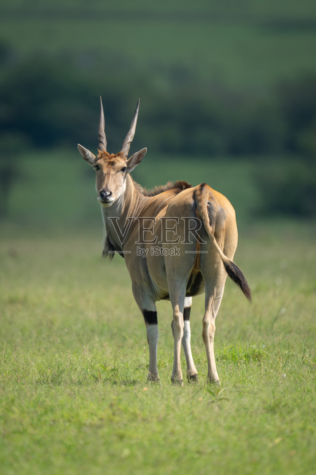 普通大羚羊转身面对镜头照片摄影图片