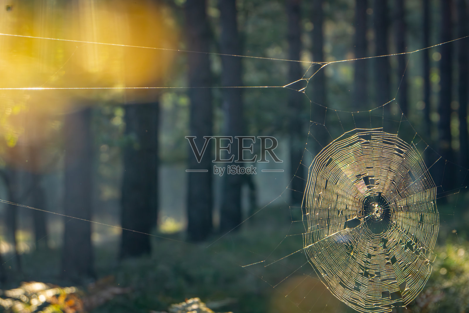 早晨，森林中树木之间悬挂着蜘蛛网。秋天的针叶林和阔叶林，森林生物及其栖息地。神奇的早晨森林。照片摄影图片