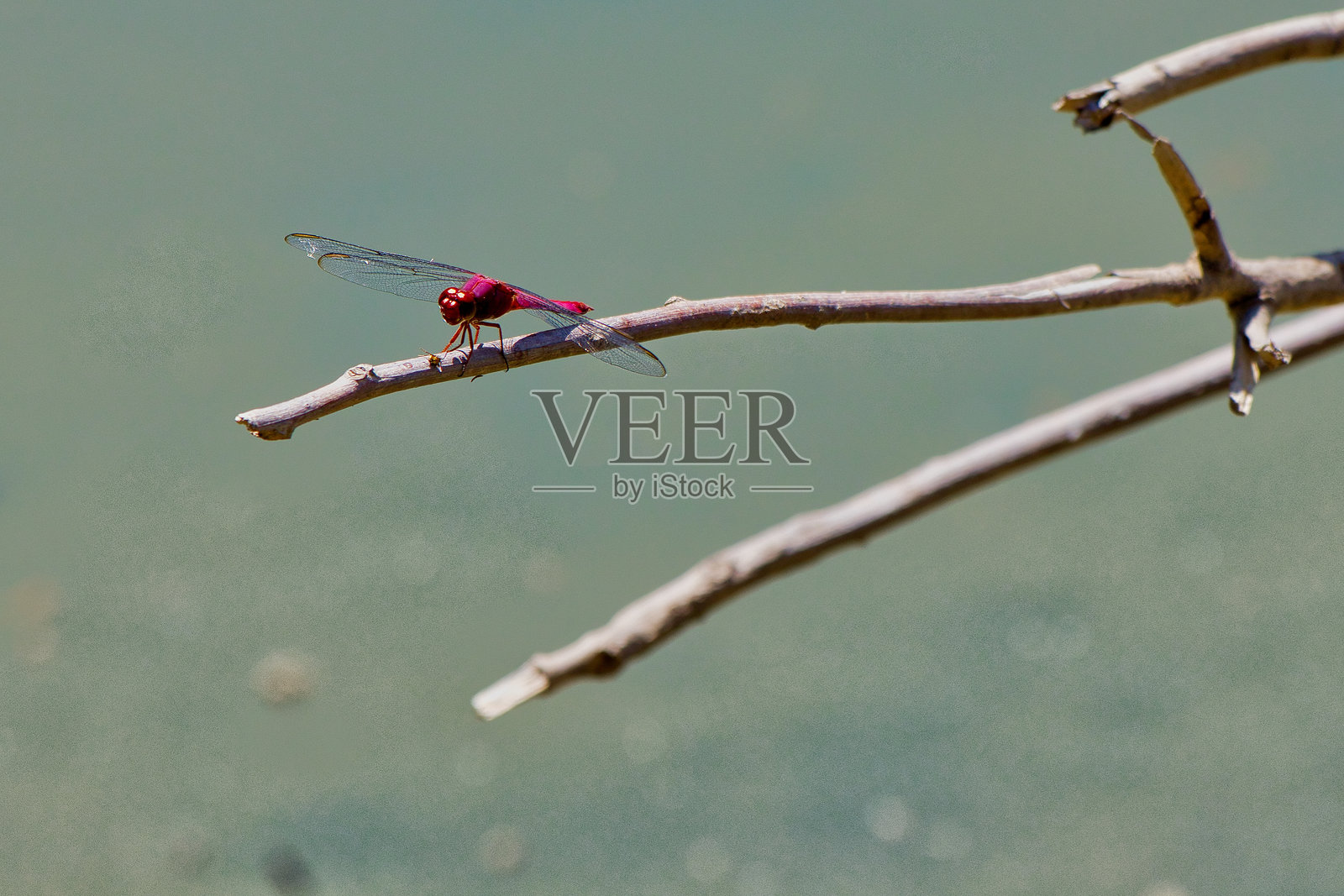 一只红色的蜻蜓栖息在树枝上照片摄影图片