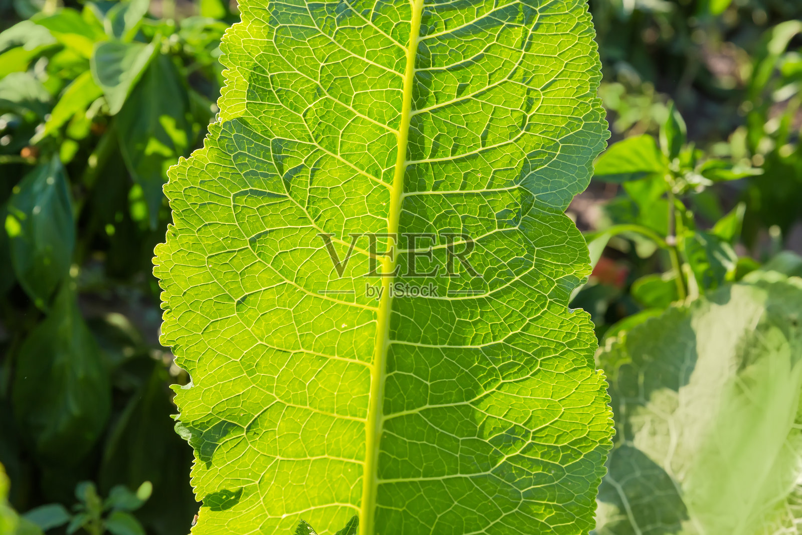 阳光明媚的户外，逆光下的辣根叶照片摄影图片