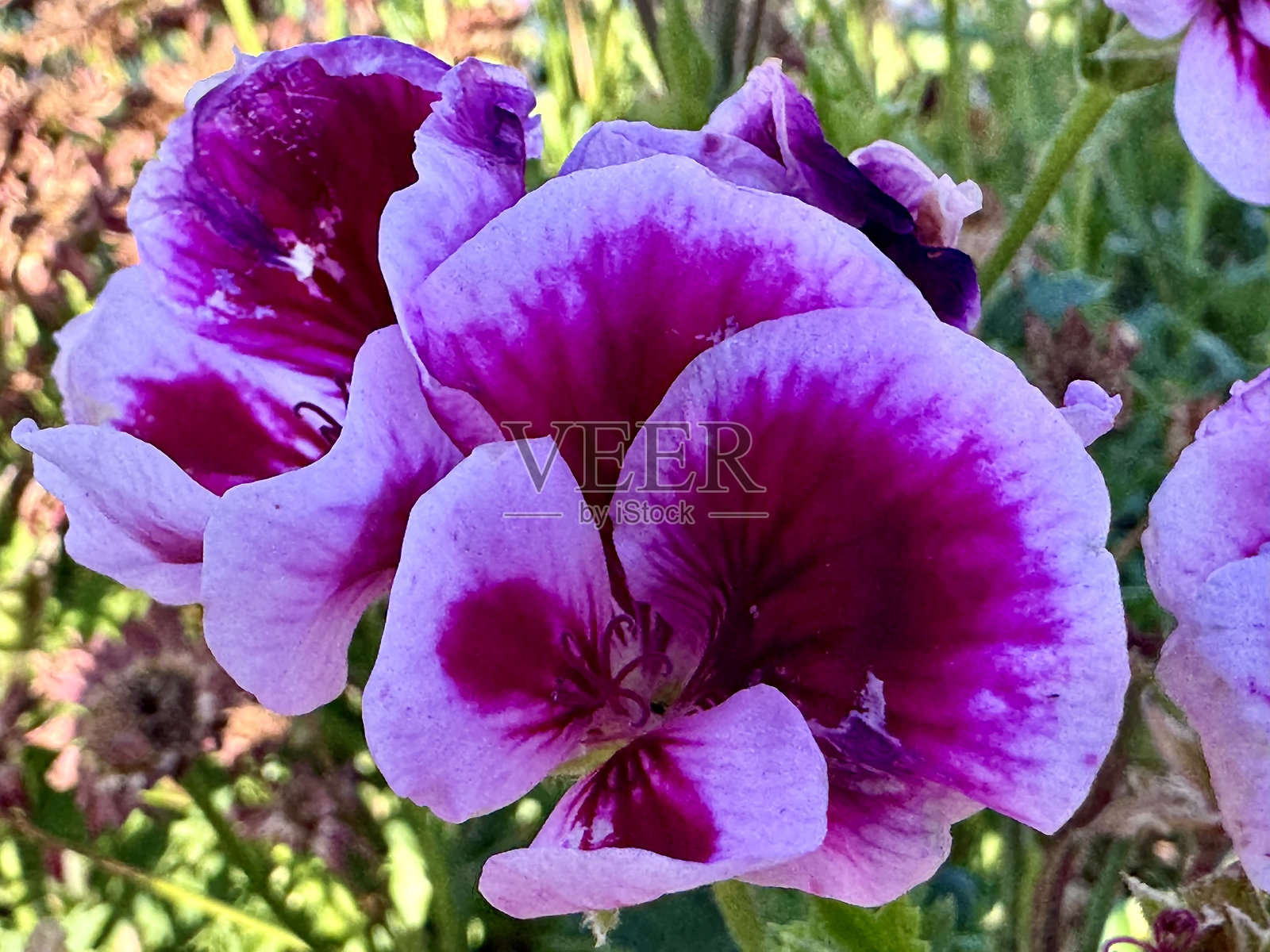 紫色花朵照片摄影图片