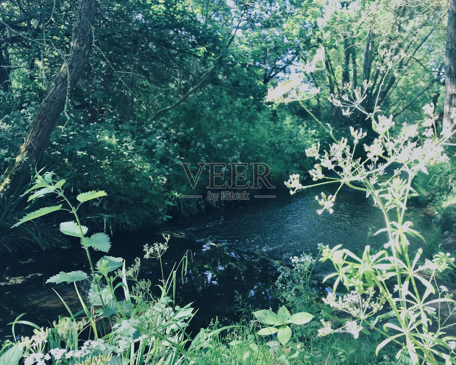 广阔的绿叶树冠，桦树叶与森林湖泊溪流的风景照片摄影图片