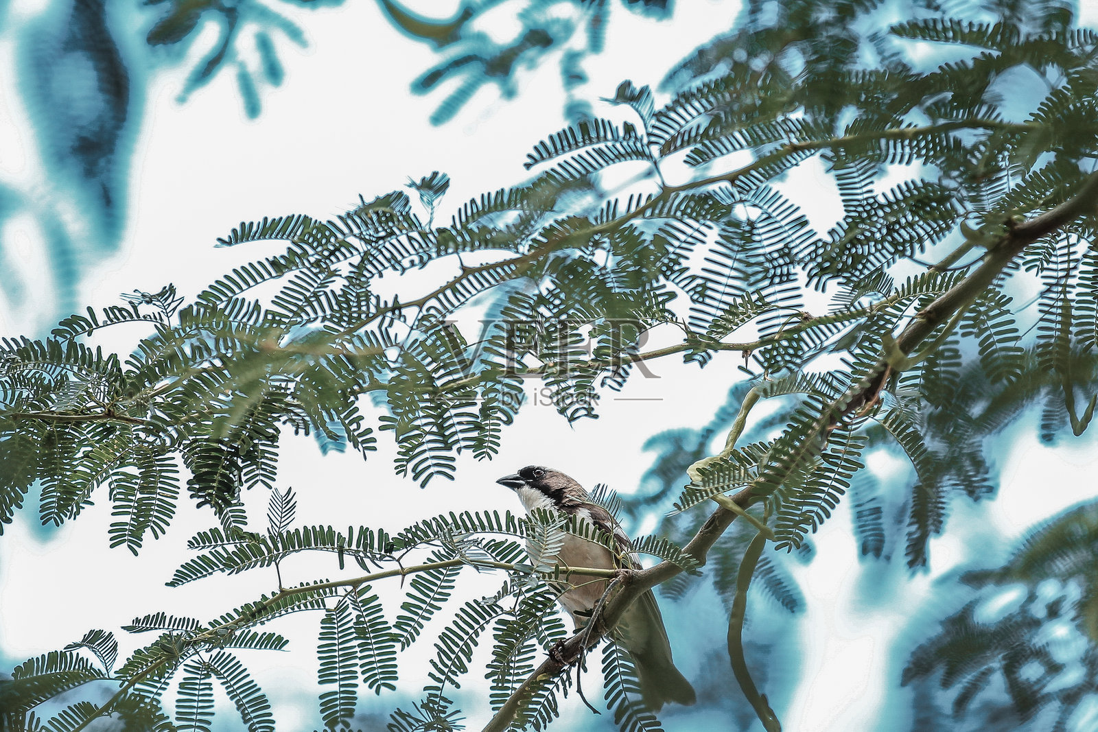 鸟儿在休息照片摄影图片