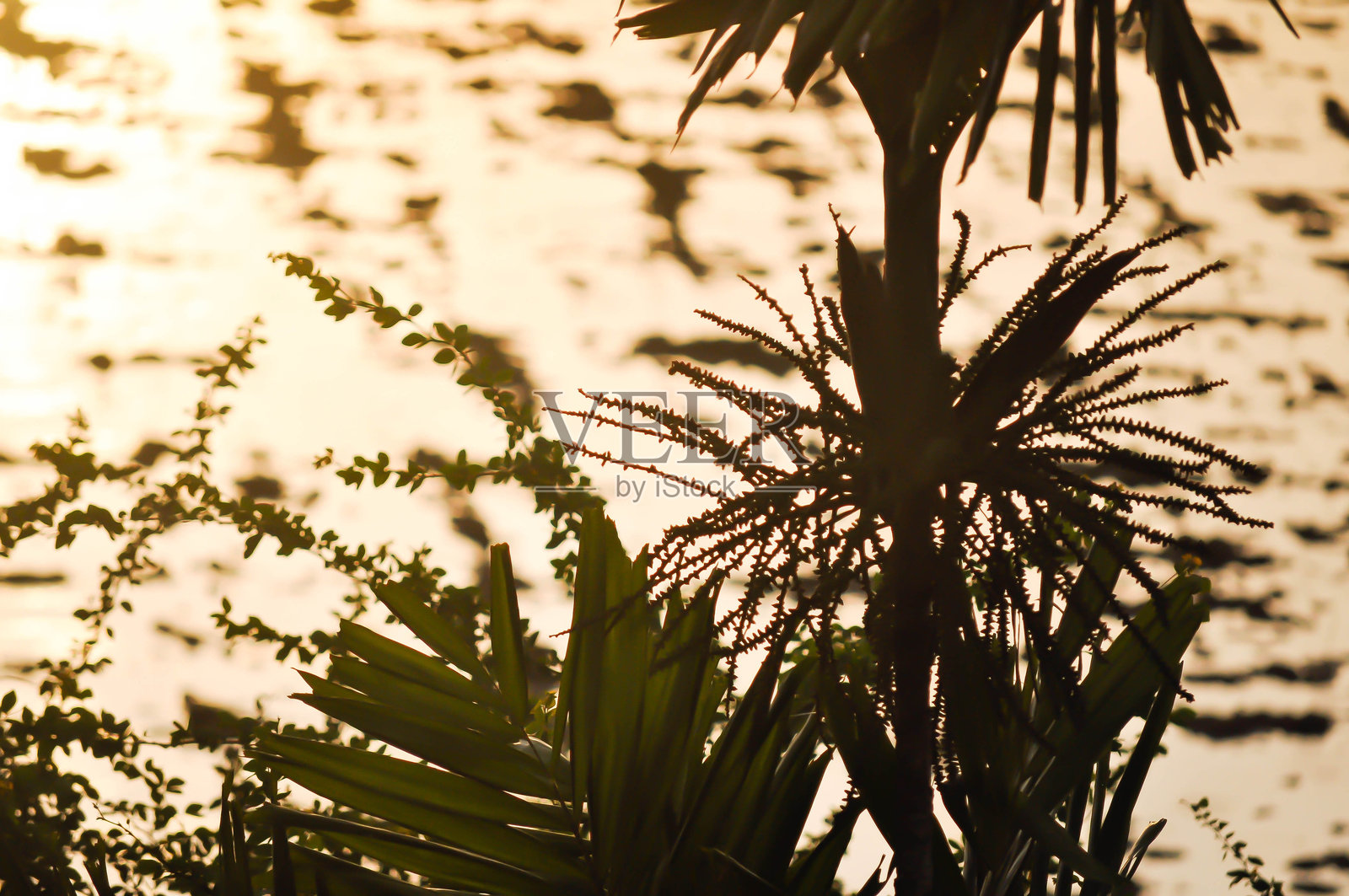 槟榔树照片摄影图片