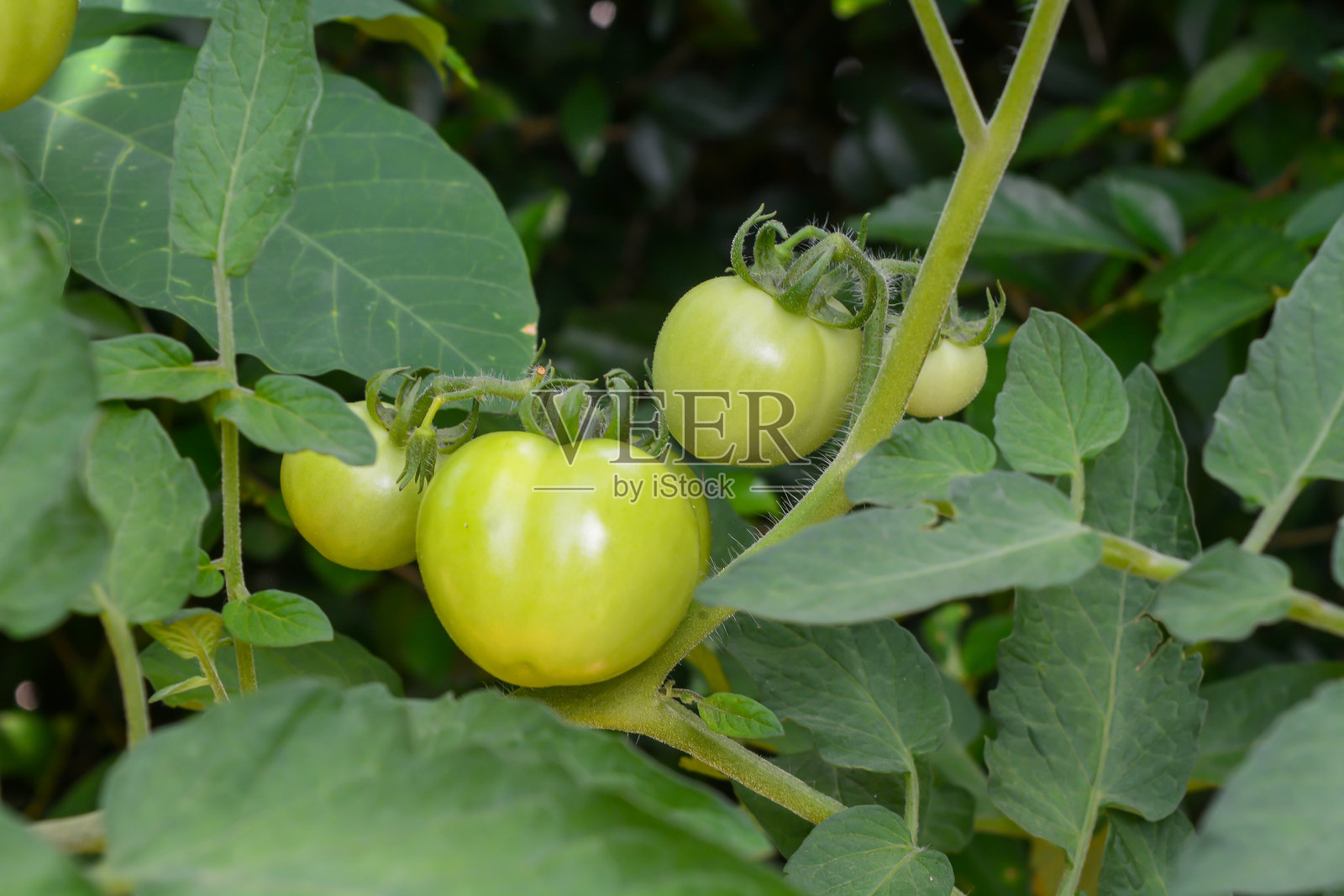 结出果实的小绿番茄植物。照片摄影图片