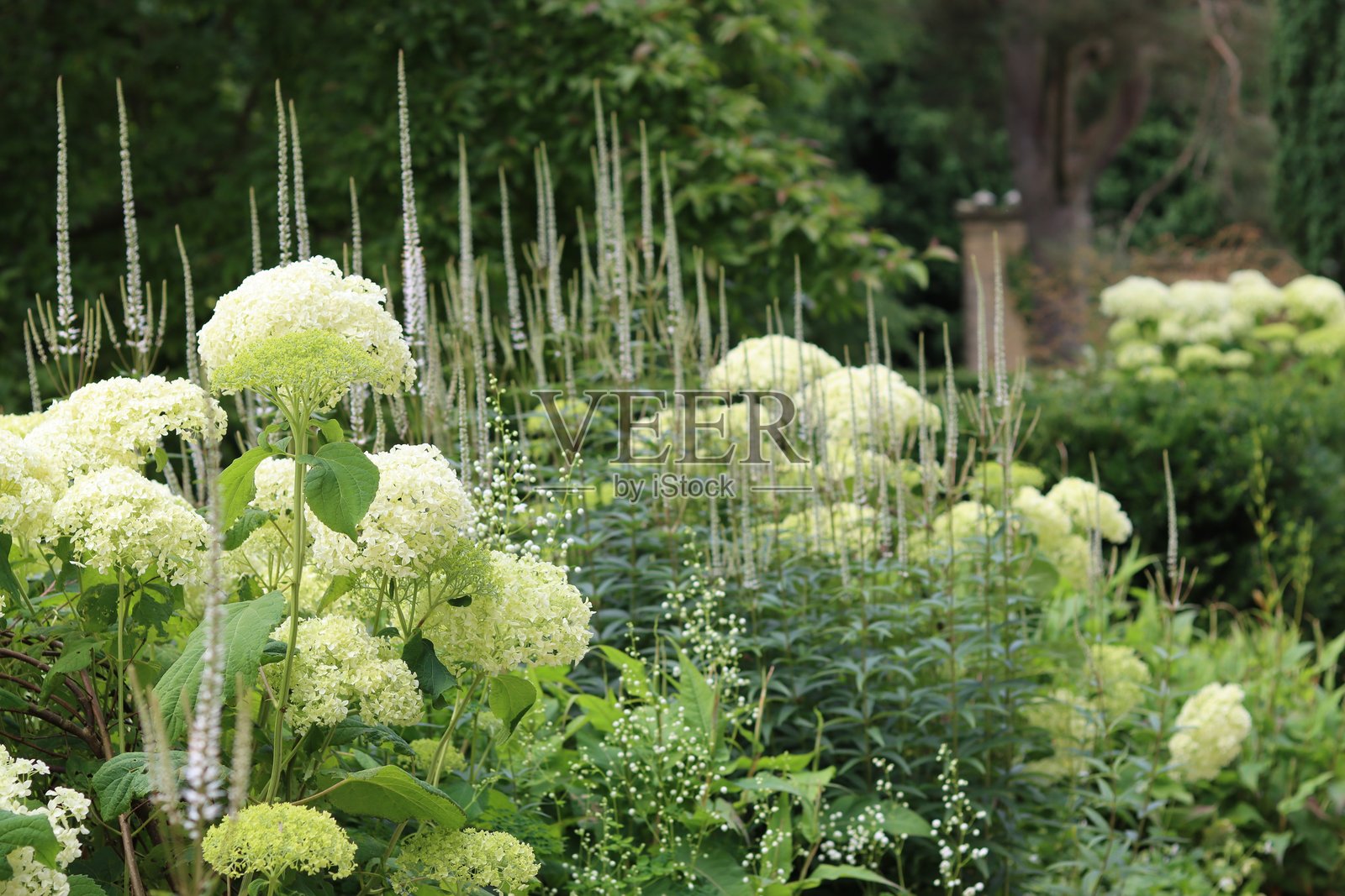 夏季花园中的白色和奶油色的维罗尼卡斯特鲁姆和绣球花照片摄影图片