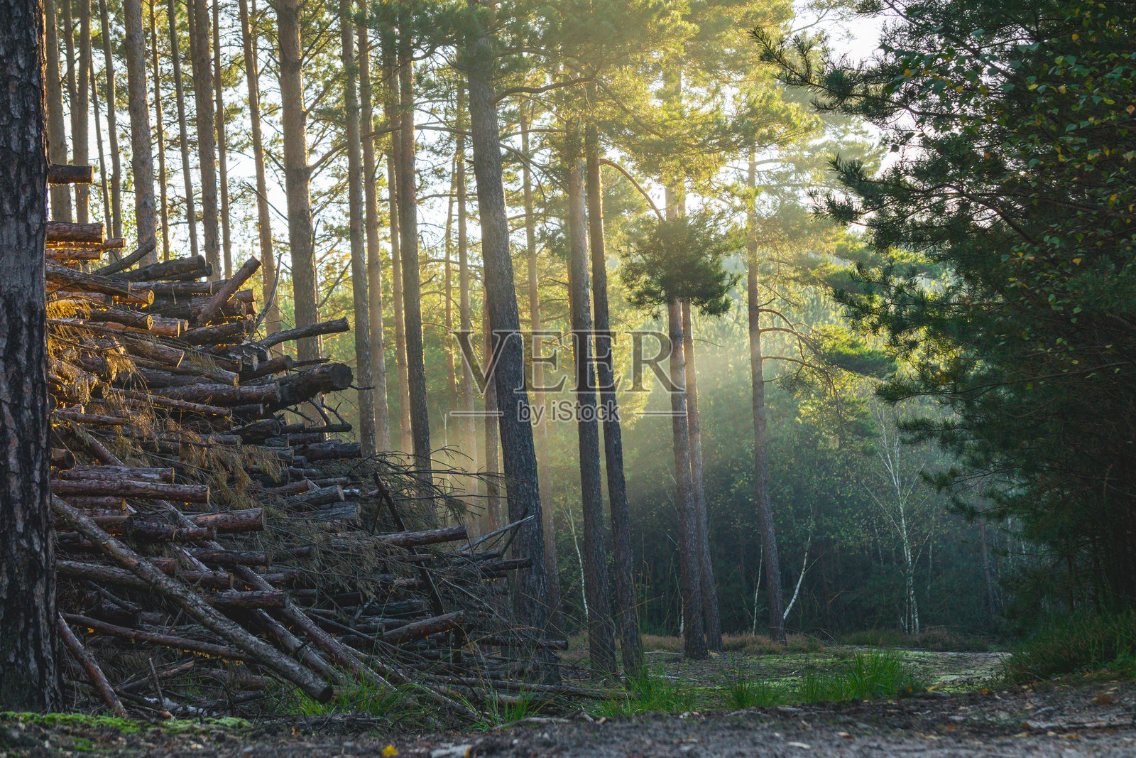美丽的魔幻落叶林和针叶林在清晨，晨雾中的森林。秋季和夏季的森林，日出时分，黎明时分的日子苏醒。阳光透过树木洒下光芒。照片摄影图片