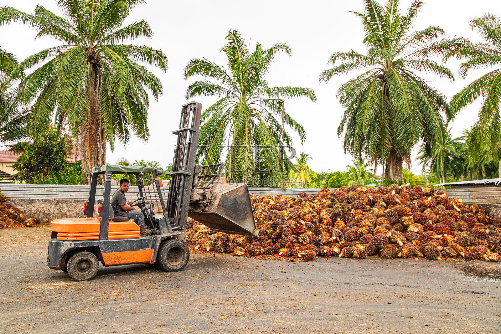 工人操作叉车卸载收获的棕榈油果照片摄影图片