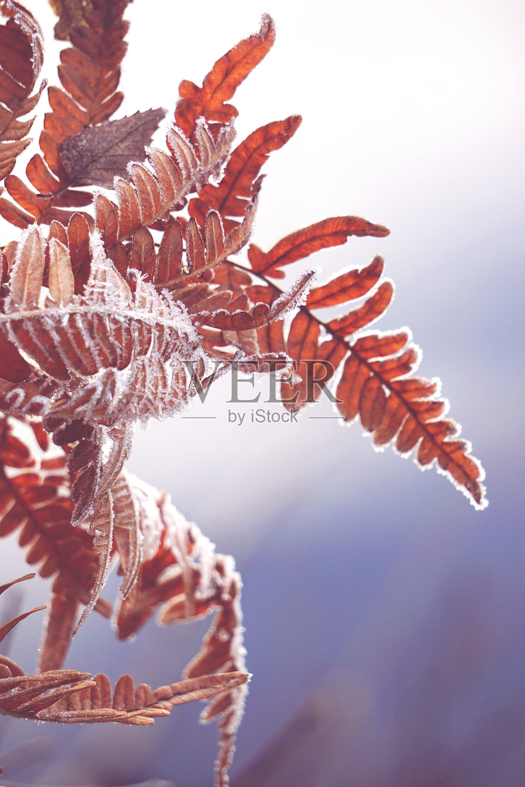 冬季冰冻植物的特写照片摄影图片