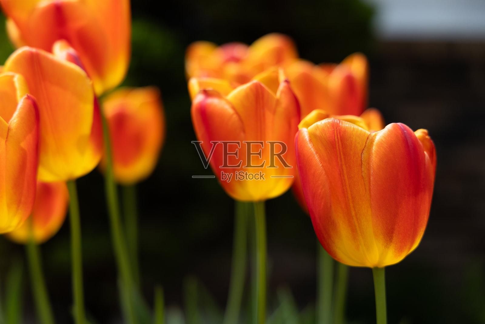 花园中橙色和黄色郁金香的特写照片摄影图片