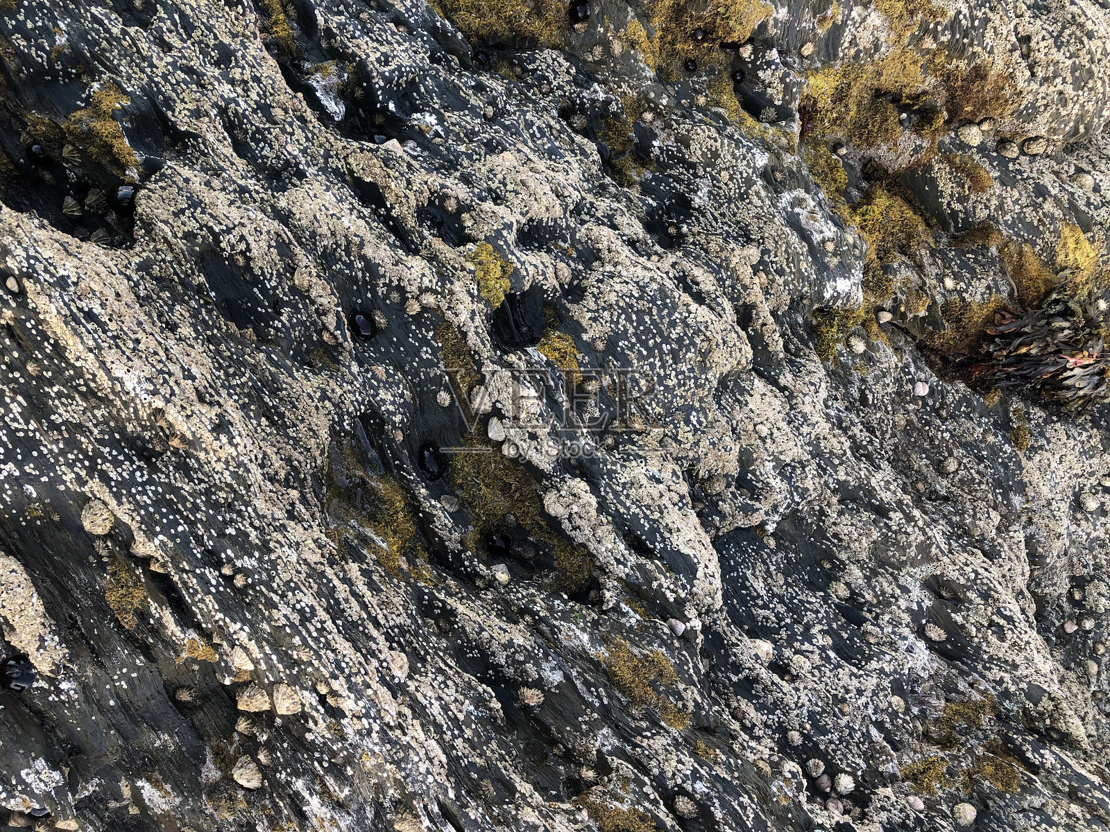 西科克潮池中的贝壳图案照片摄影图片