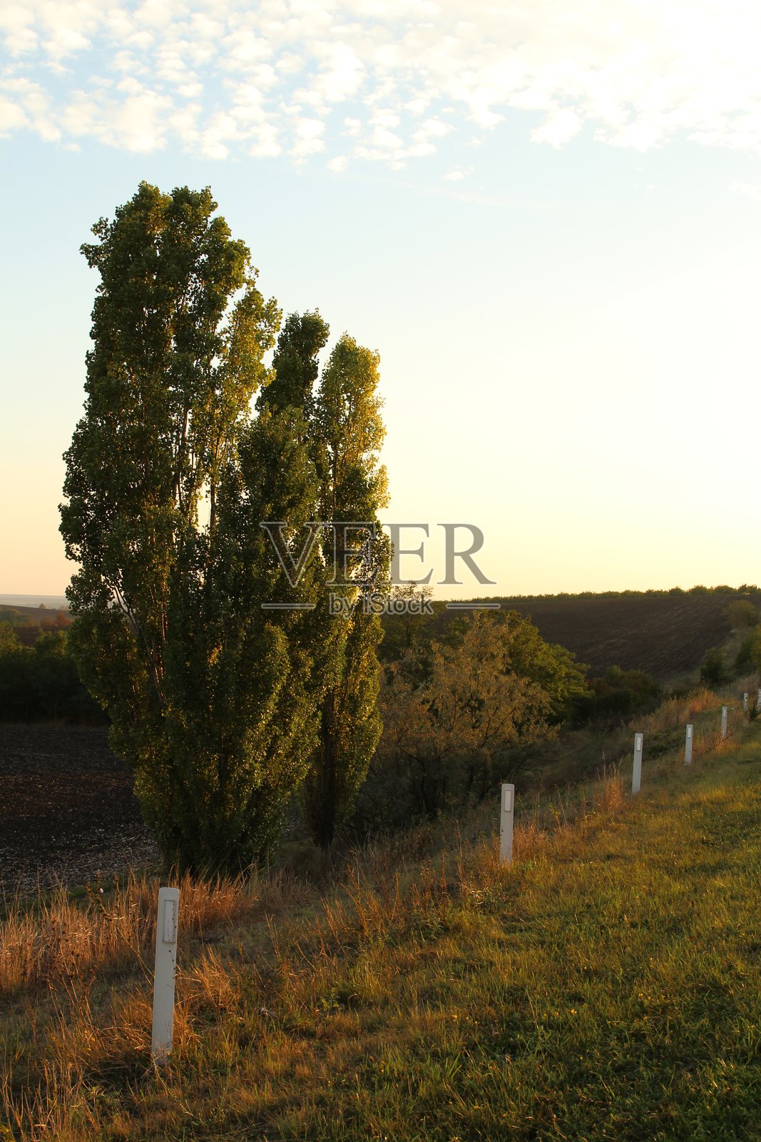 田野中的一棵树照片摄影图片