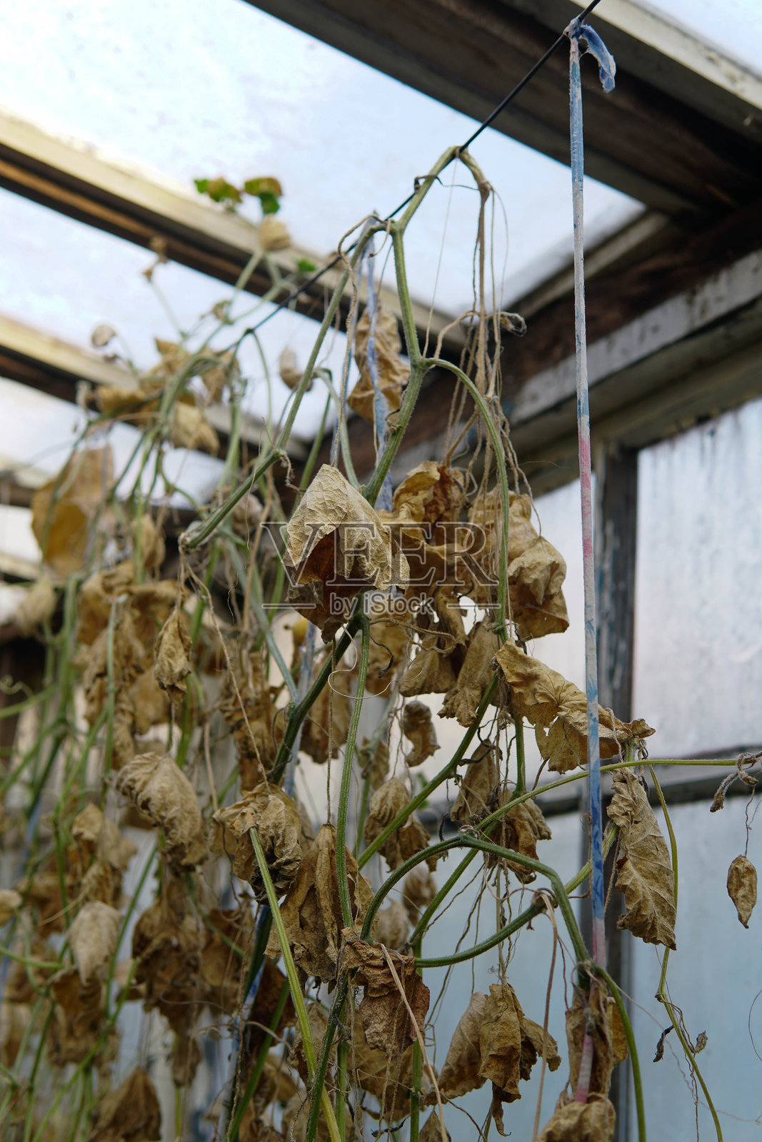 温室中干枯的番茄叶。全球变暖、作物损失、干旱照片摄影图片