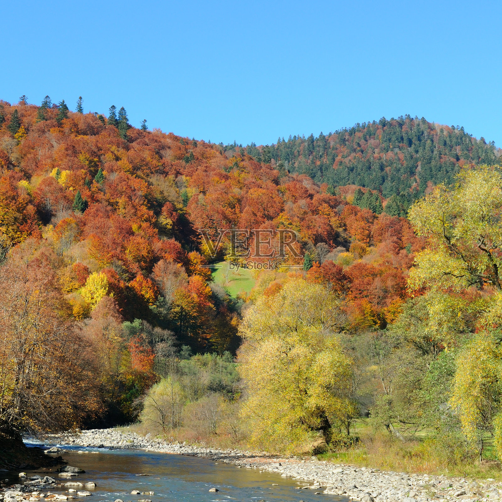 五彩斑斓的秋季风景。一条急流的山间河流，秋天的森林和明亮的天空。照片摄影图片