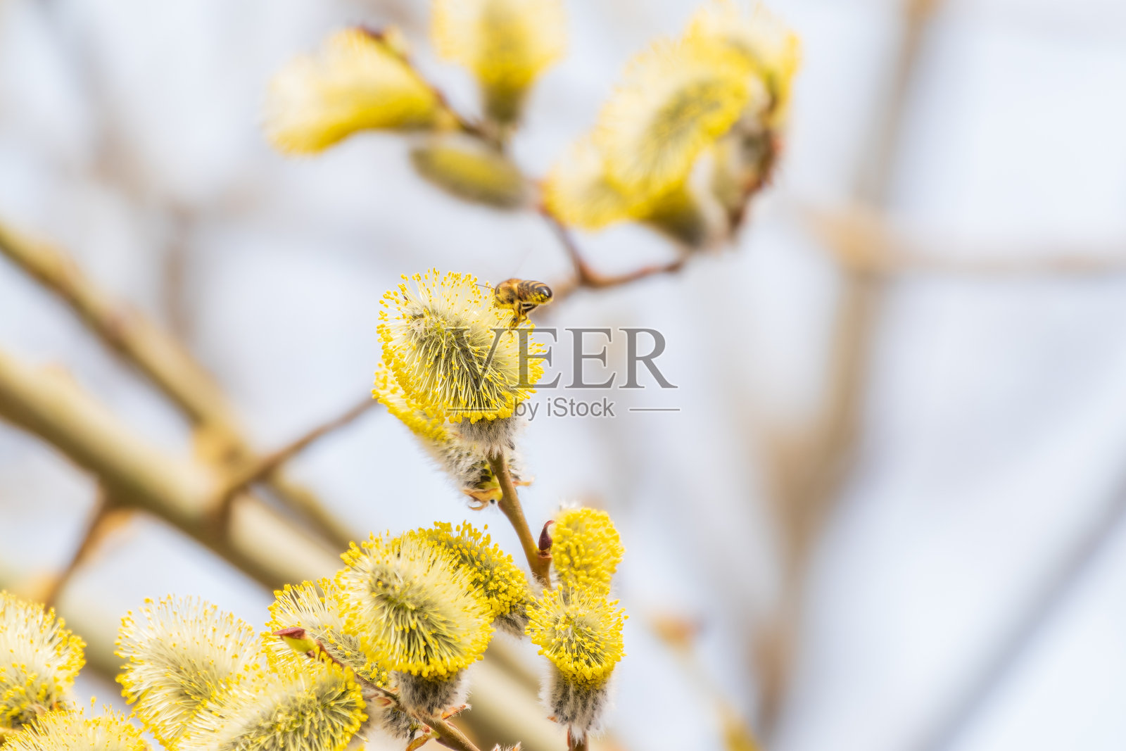 春日里萌发的柳树枝和毛茸茸的柳絮照片摄影图片