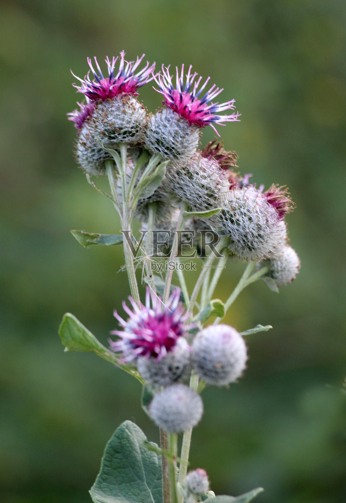 在野外生长着牛蒡（Arctium）照片摄影图片