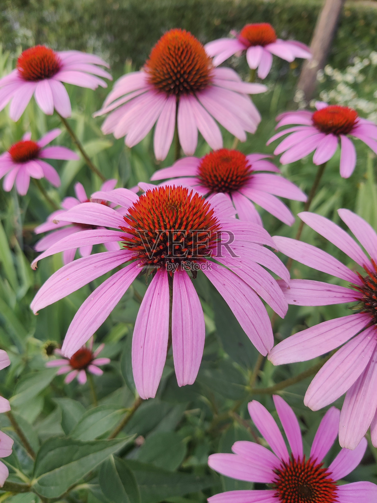 紫色夏季紫锥花照片摄影图片
