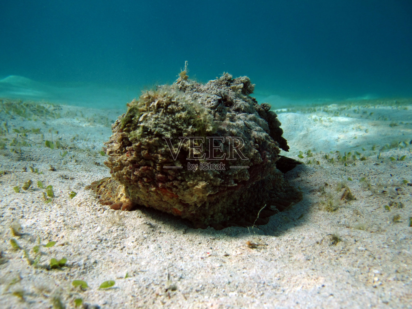 石头鱼 -  Synanceiidae照片摄影图片