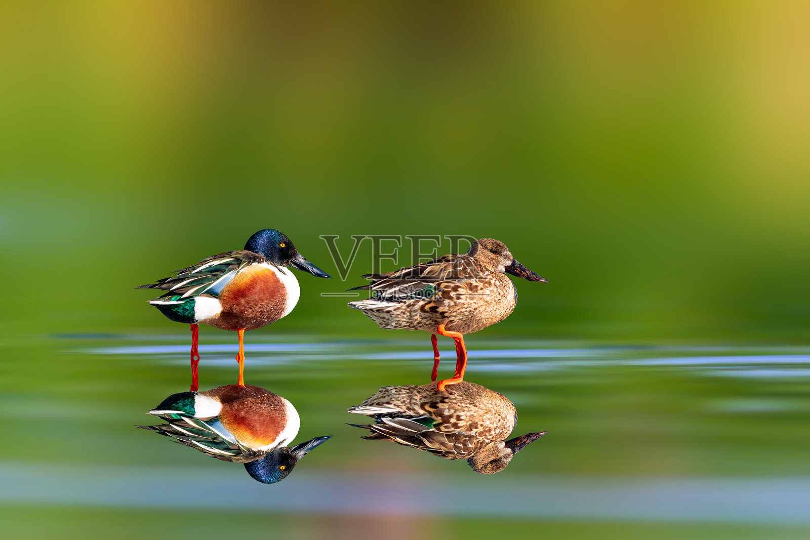 鸭子情侣。白色蓝色自然背景。鸭子；北方铲嘴鸭。（Spatula clypeata）照片摄影图片