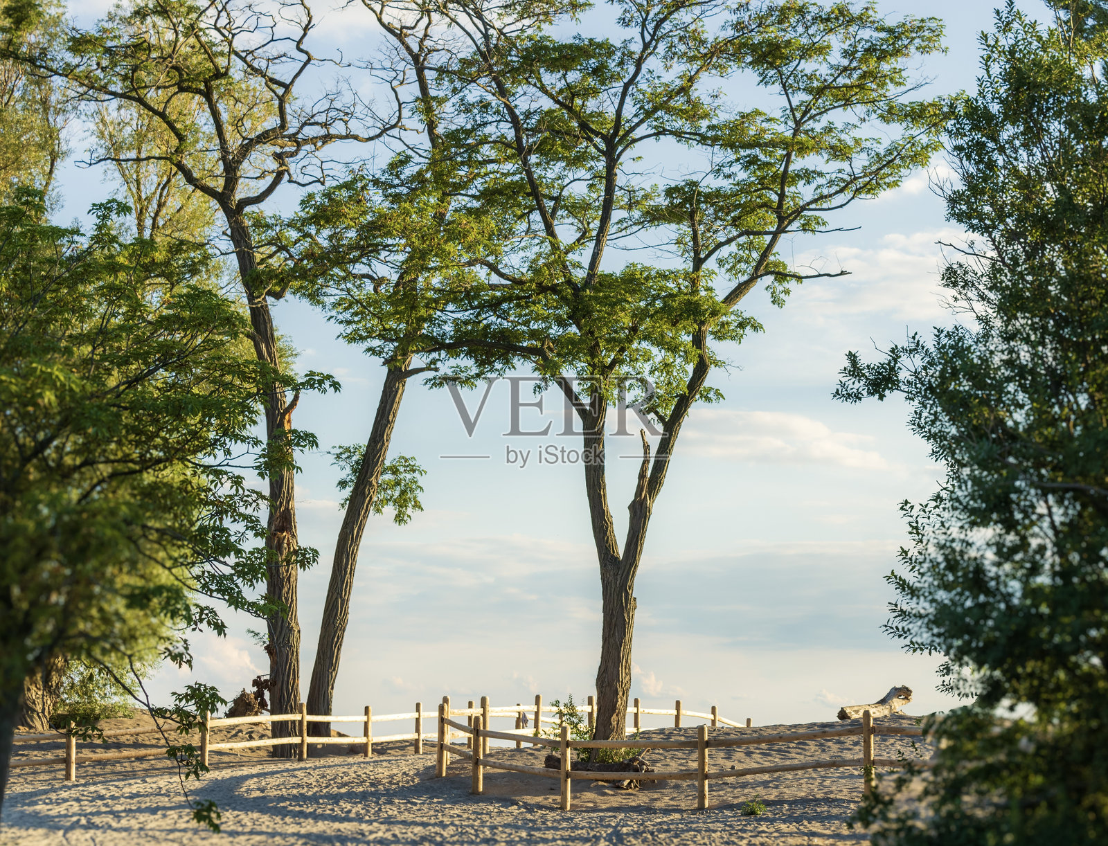夏季公园，树木和木栅栏照片摄影图片