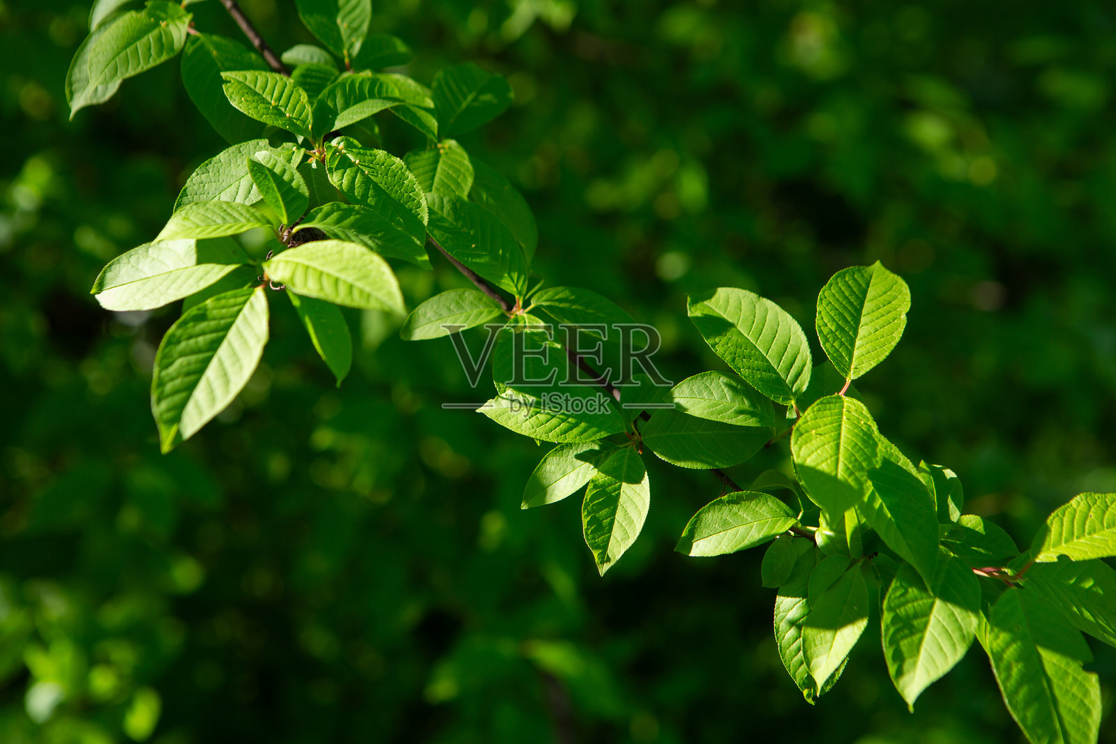 绿色春天背景，树枝上的叶子自然景观照片摄影图片