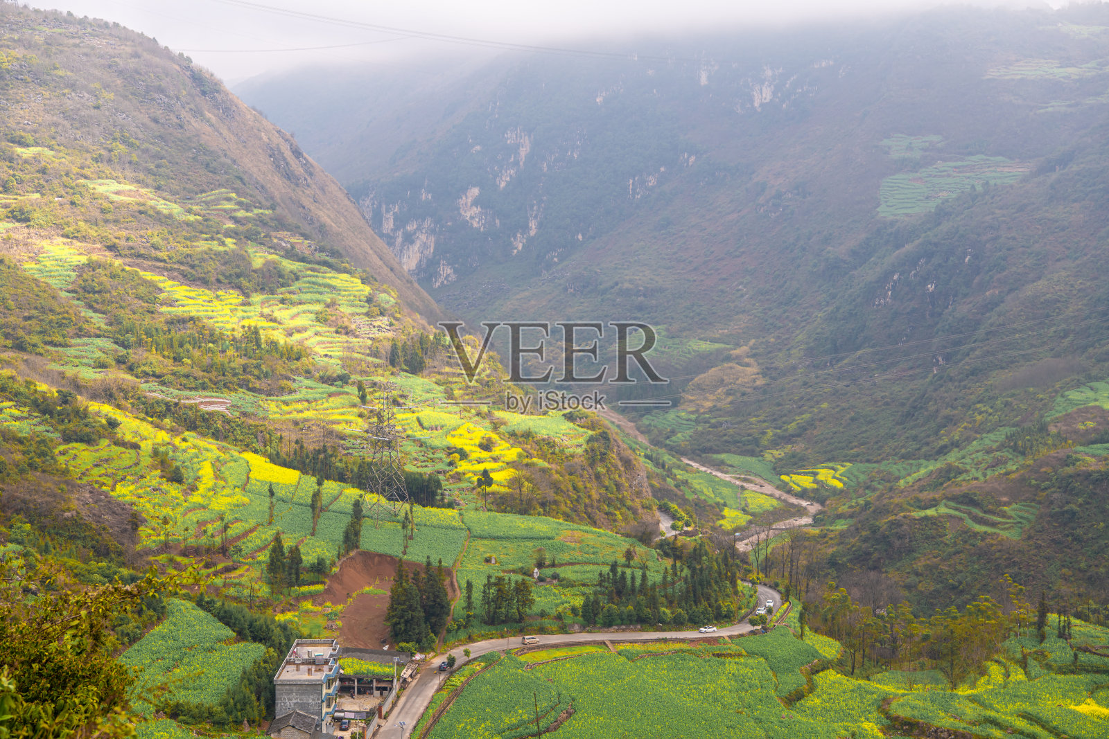 云南省罗平的油菜花田。山上的油菜花盛开。照片摄影图片
