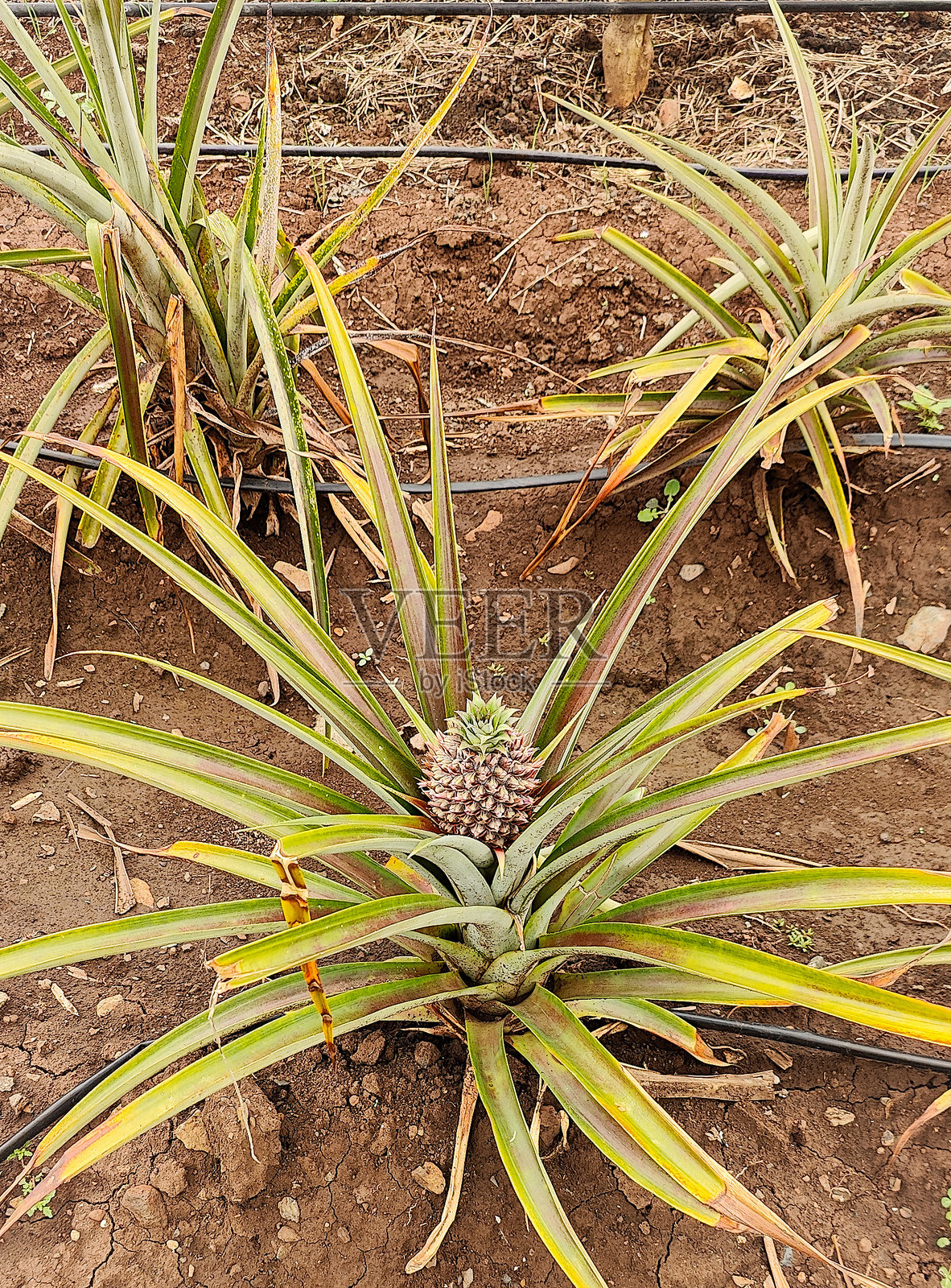 迷你菠萝照片摄影图片