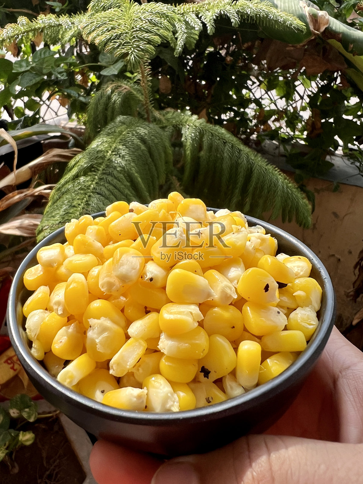 女人手中拿着装有玉米的碗的特写镜头。照片摄影图片