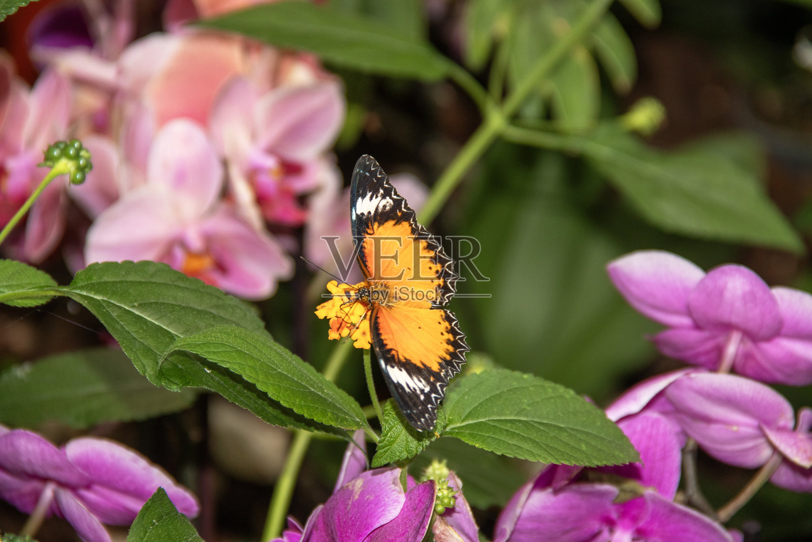 Cethosia biblis 蝴蝶照片摄影图片